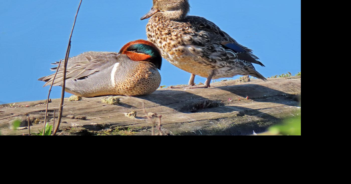 Green-winged teal: Here for winter, gone by March | On the Wing ..., image size:1200x630