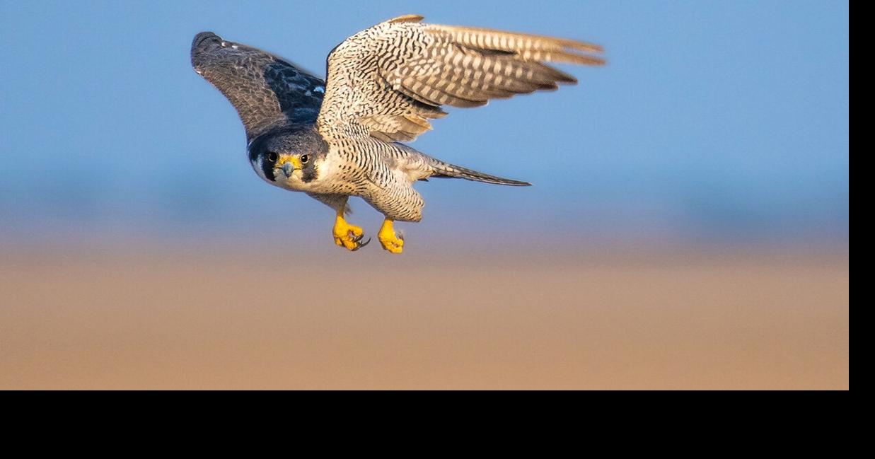 Meet the fastest animal in the world, the peregrine falcon | On the ...