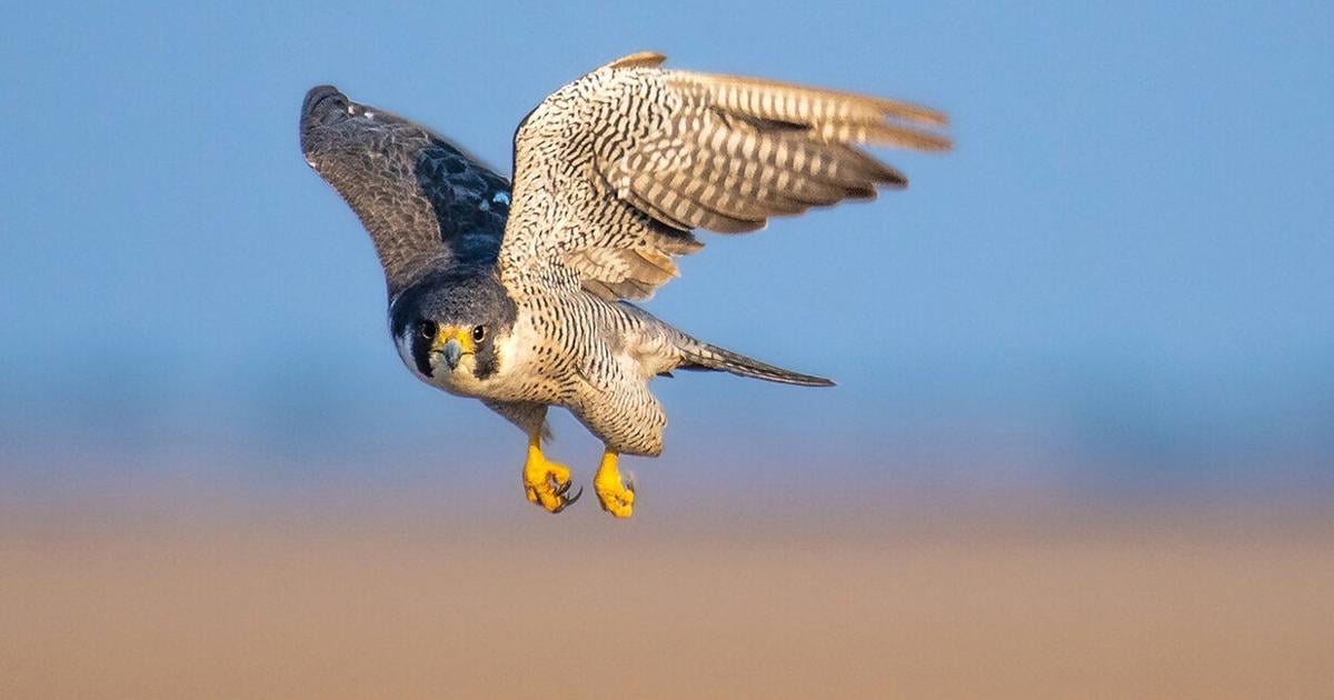 Ultra Fast Creatures Meet the fastest animal in the world, the peregrine falcon | On the ...