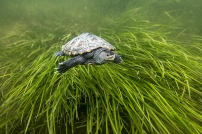 This Month on the Bay: Life in an Eelgrass Bed - Chesapeake Bay Foundation