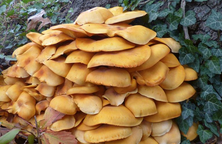Chesapeake Challenge mushroom photo
