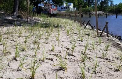 Shoreline grass plugs