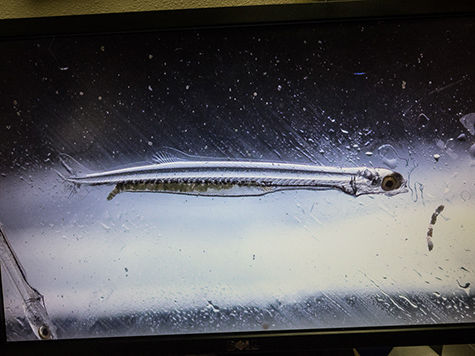 PA shad hatchery’s 42-year run may be coming to an end | Fisheries ...