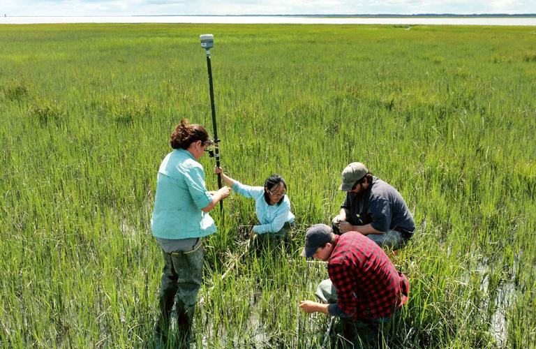 Marsh researchers on Cedar Island, VA