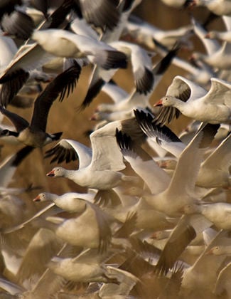 Snow geese extravaganza hits home | Travel | bayjournal.com