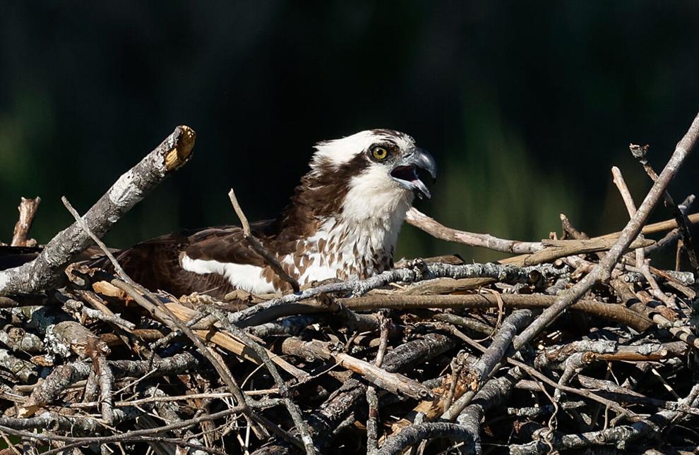 Osprey nesting woes in the Chesapeake Bay worsen, survey finds