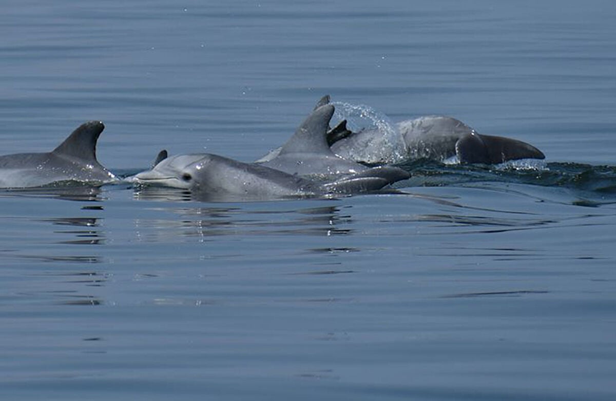 Chesapeake dolphins thrill spotters, scientists | Wildlife