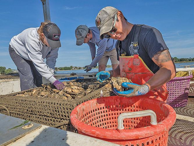 Low salinity wallops oysters in Chesapeake