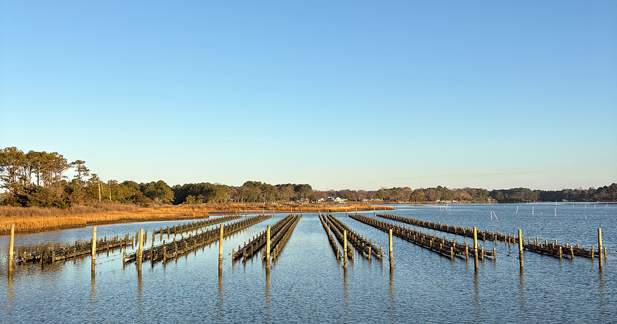 ‘Unusual’ mahogany tide wipes out $16M of oysters along Virginia’s ...