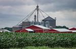 corn