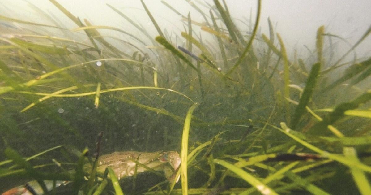 School is out, but Chesapeake wildlife is hard at work