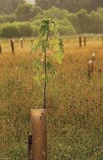 Sapling in buffer plantings