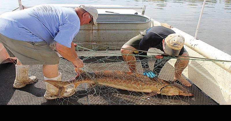 Atlantic sturgeon back in Bay, or did they ever leave?