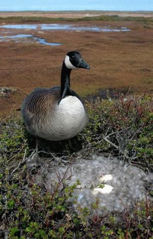 Canada goose quebec 80 hotsell