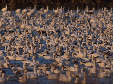 Snow Geese  U.S. Fish & Wildlife Service