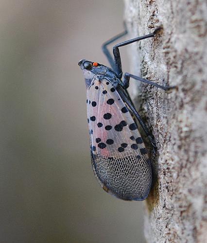 Spotted Lanternfly Hits New Stage: How To Spot The Pests In MD