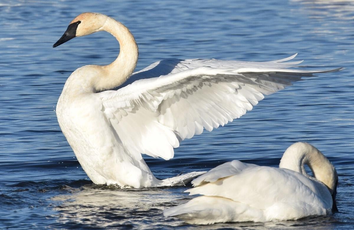 Trumpeter swans: Two centuries later, a great big beautiful native 