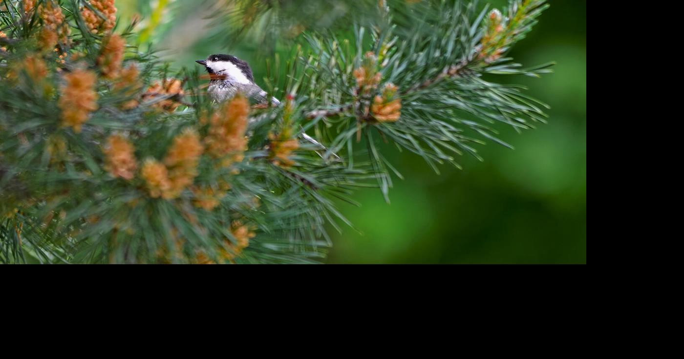 Evergreens birdstudded stars of the winter landscape Bay Naturalist