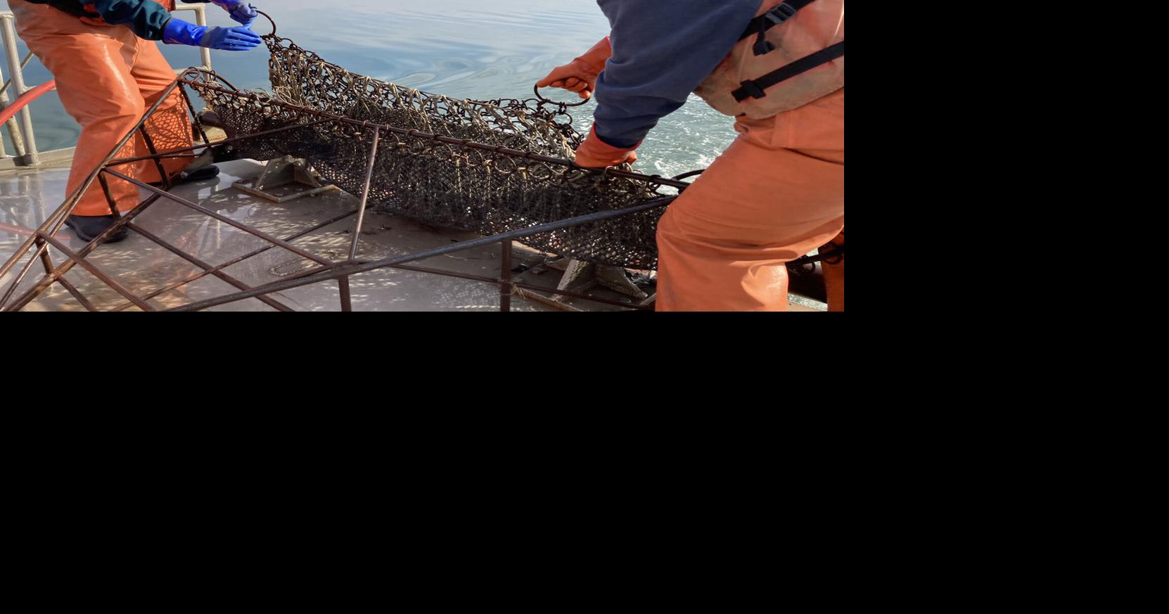 Scientists dredge for lowdown on Chesapeake Bay blue crabs Fisheries