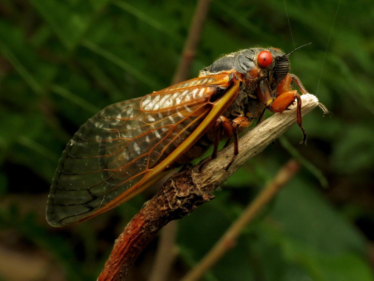 Brood X cicada