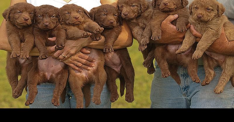 na čemu chesapeake bay retriever voli spavati