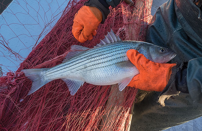 The gradual and sudden decline of striped bass, Forum