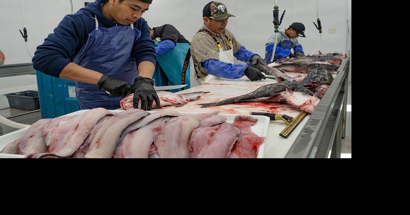 Promoting blue catfish as pet food gains federal support, despite pushback