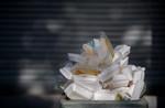 expanded polystyrene container