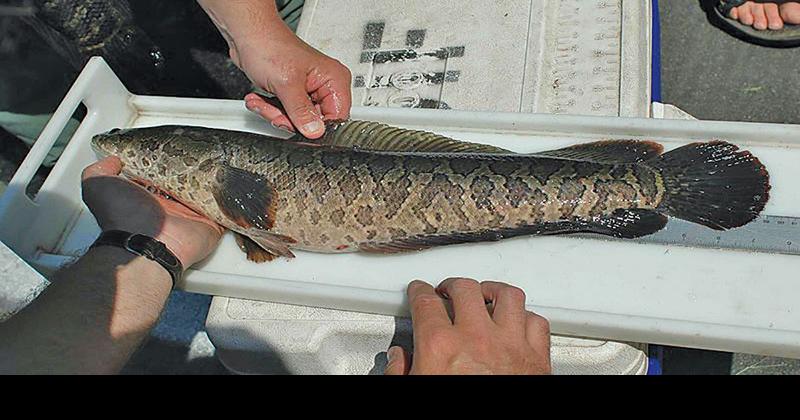 Fearsome 'frankenfish' now called 'pork of the Potomac