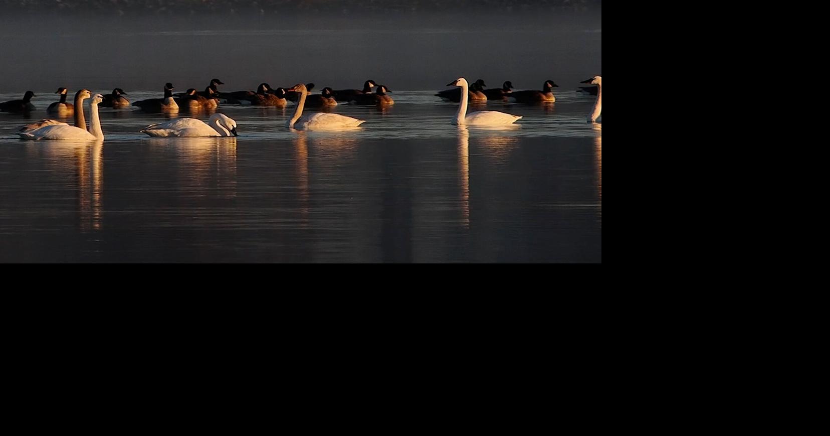 Where did the Chesapeake’s elegant tundra swans go?