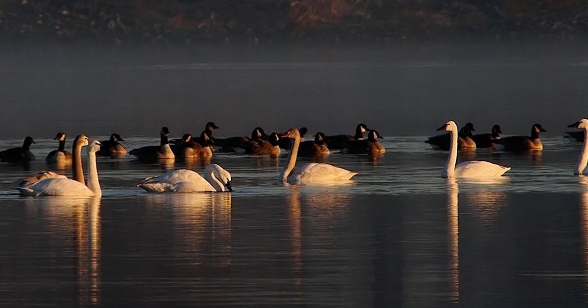 Where did the Chesapeake’s elegant tundra swans go?