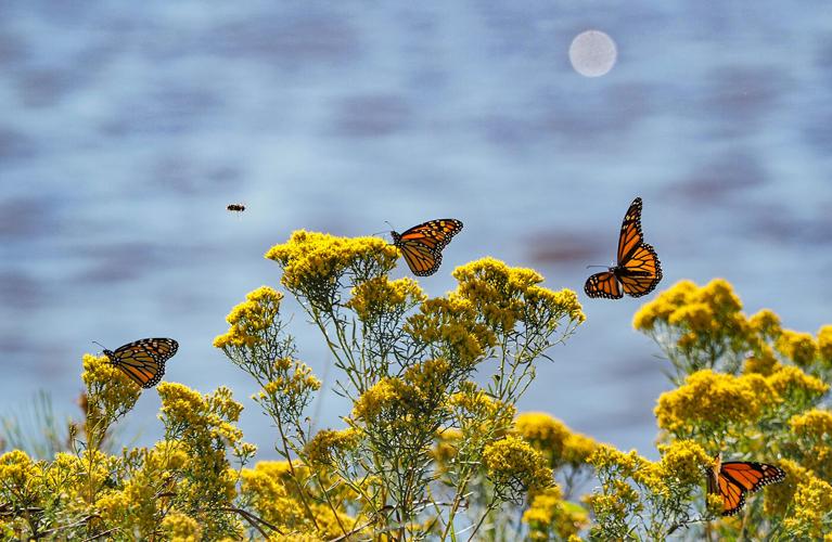 Monarchs atop goldenrod