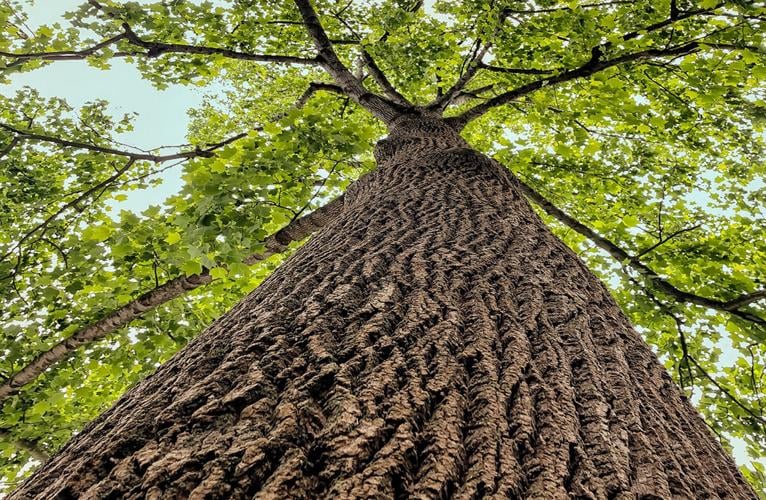 Tuliptree: popular but not poplar | Chesapeake Challenge | bayjournal.com