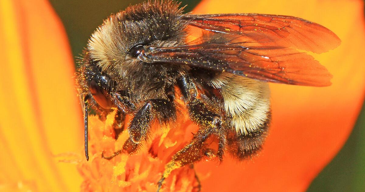 What’s the buzz, pollination-wise? It’s the humble bumblebee