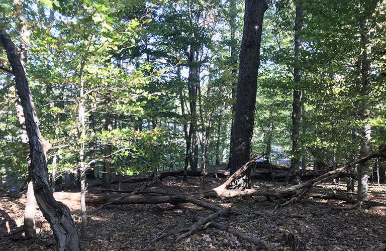 Arlington Woods a living monument to forests of the past | Travel ...