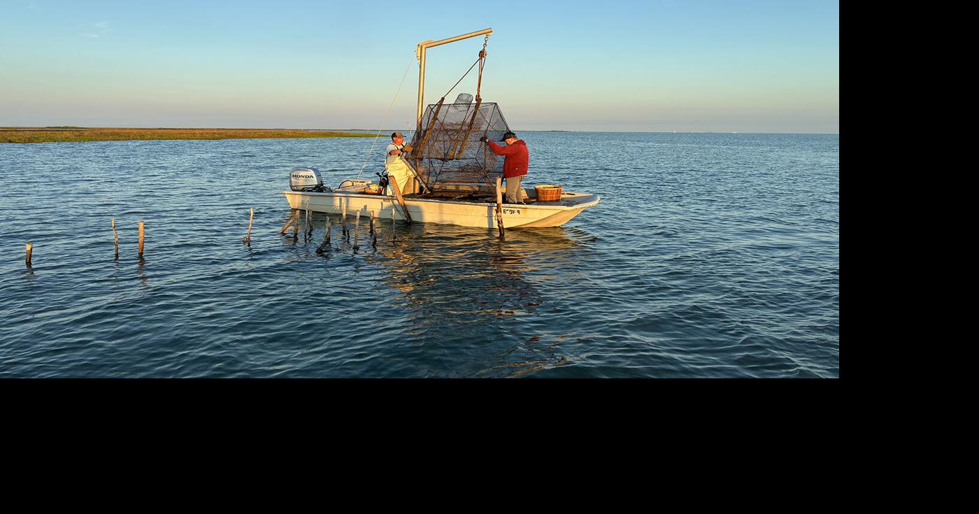 Working the bank traps, a crabbing technique known by few