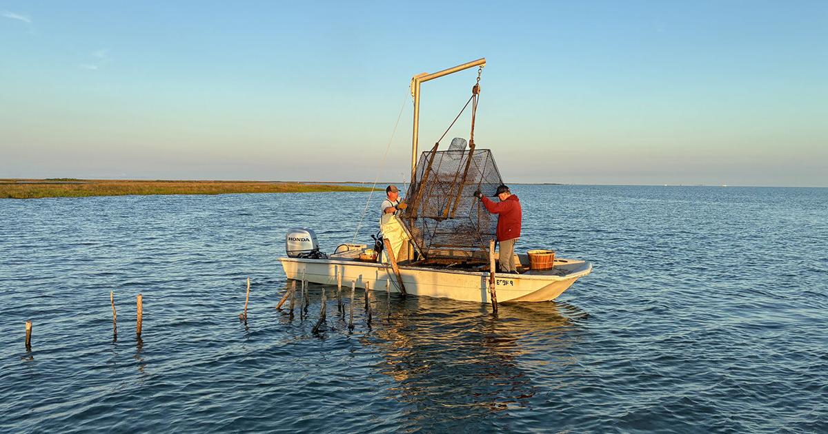 Working the bank traps, a crabbing technique known by few