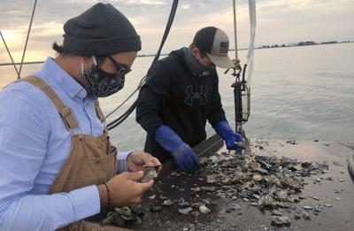 Oyster sorting on the Manokin River