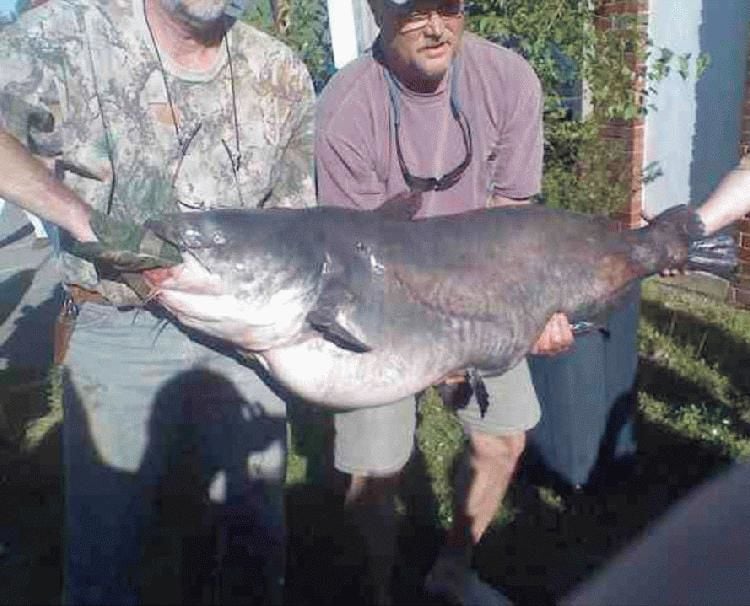 Blue Catfish Boom Threatens Region's River Ecosystems | Fisheries ...