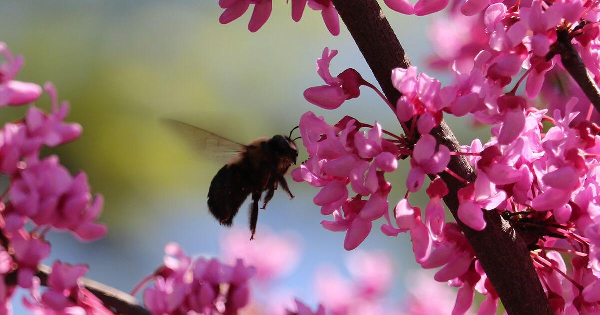 Three early-blooming trees favored by wildlife and people | Bay ...