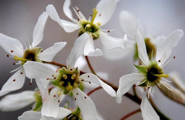 Serviceberry Tree In Spring Three early-blooming trees favored by wildlife and people | Bay ...