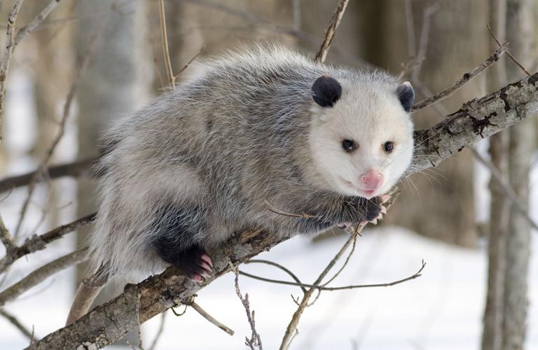 Possum on branch