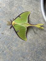 Luna moth