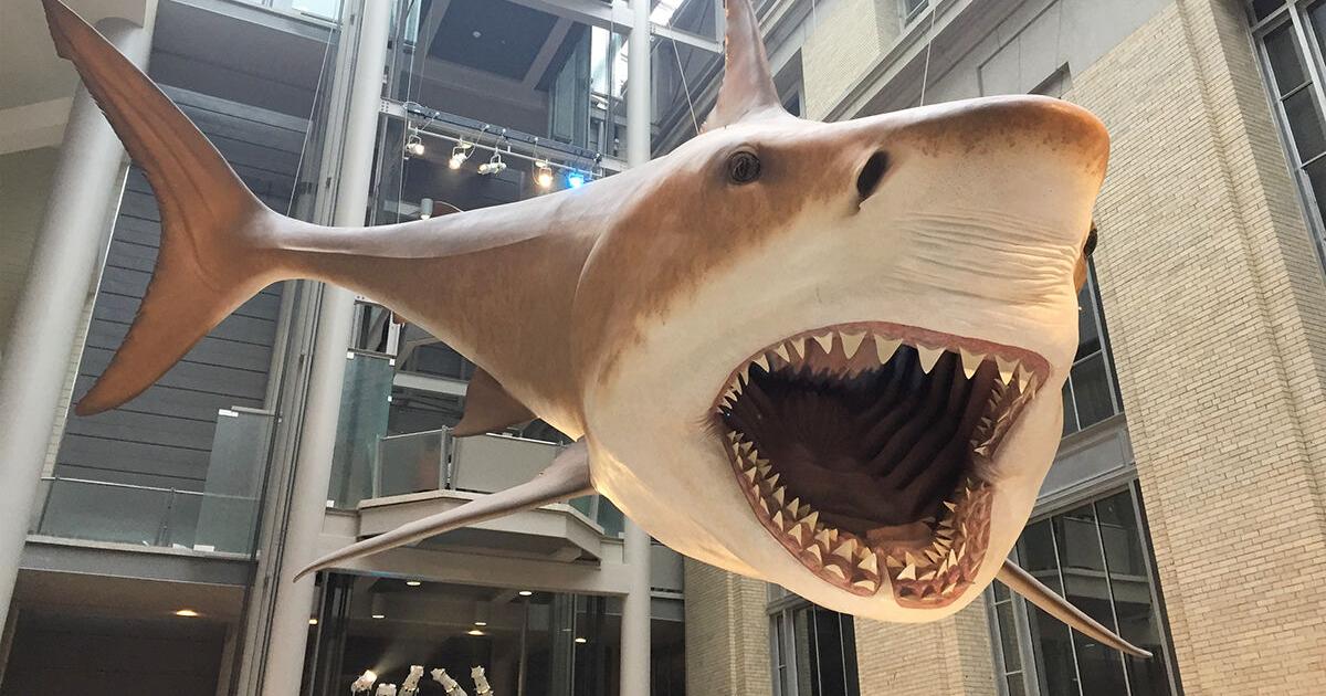 An extinct species as the state shark of Maryland? That’s a big megalo-don’t.