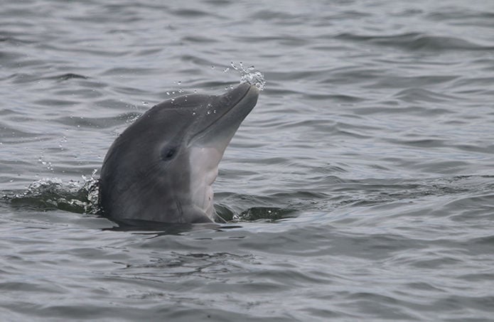 Birth Dolphin