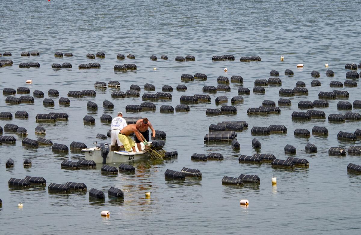 Oyster farming in Maryland might get harder Fisheries