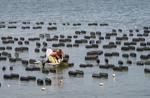 Oyster farming