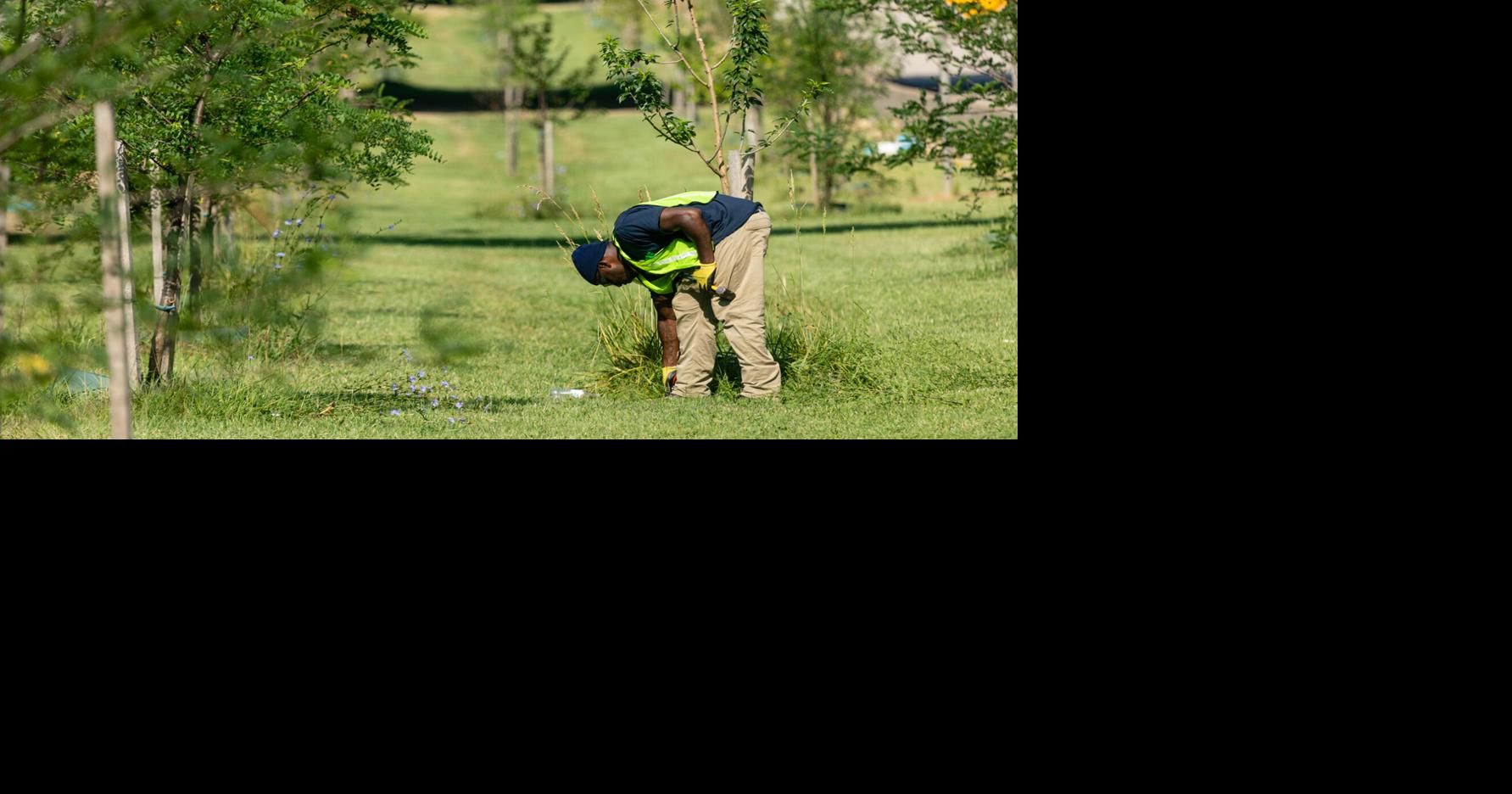 Chesapeake Bay region loses ground in effort to increase tree canopy ...