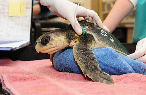 If you see a sea turtle in the Chesapeake, consider yourself very lucky ...