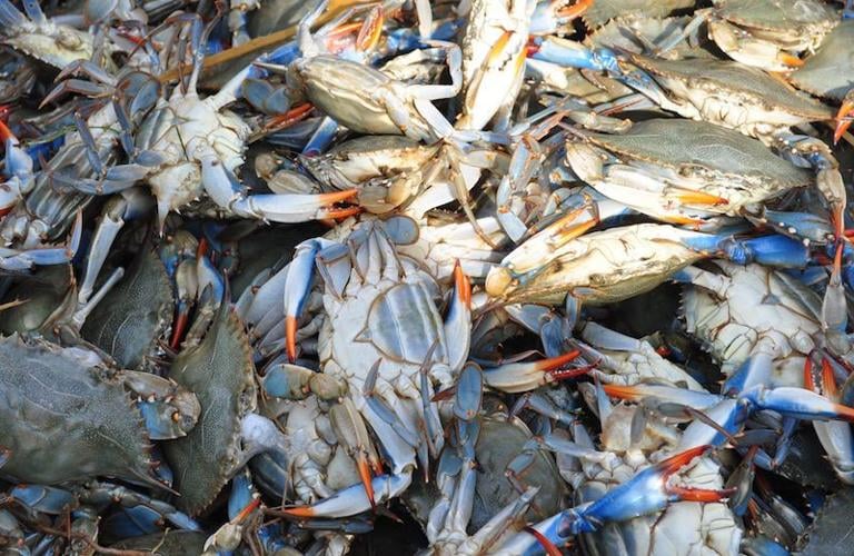 Shortage of blue crabs impacts True Blue program Blogs